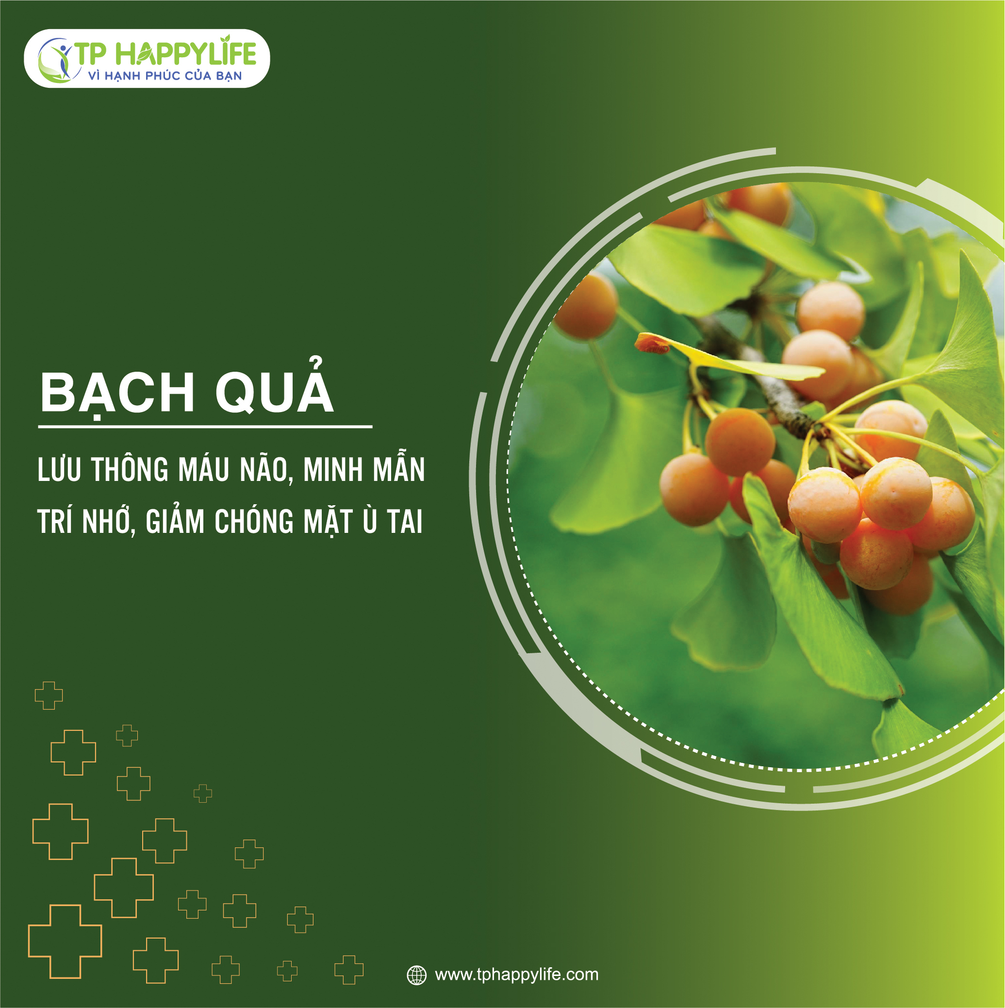 Bạch Quả - Vị thuốc lưu thông máu não, minh mẫn trí nhớ, giảm chóng mặt – ù tai