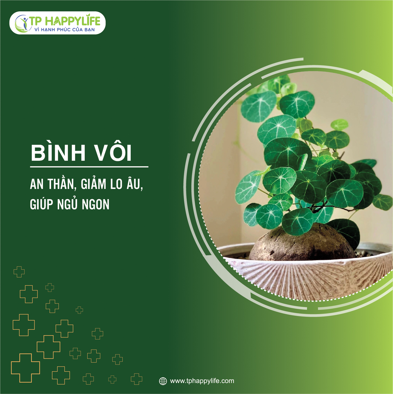 Bình vôi – Vị thuốc an thần, giảm lo âu, giúp ngủ ngon