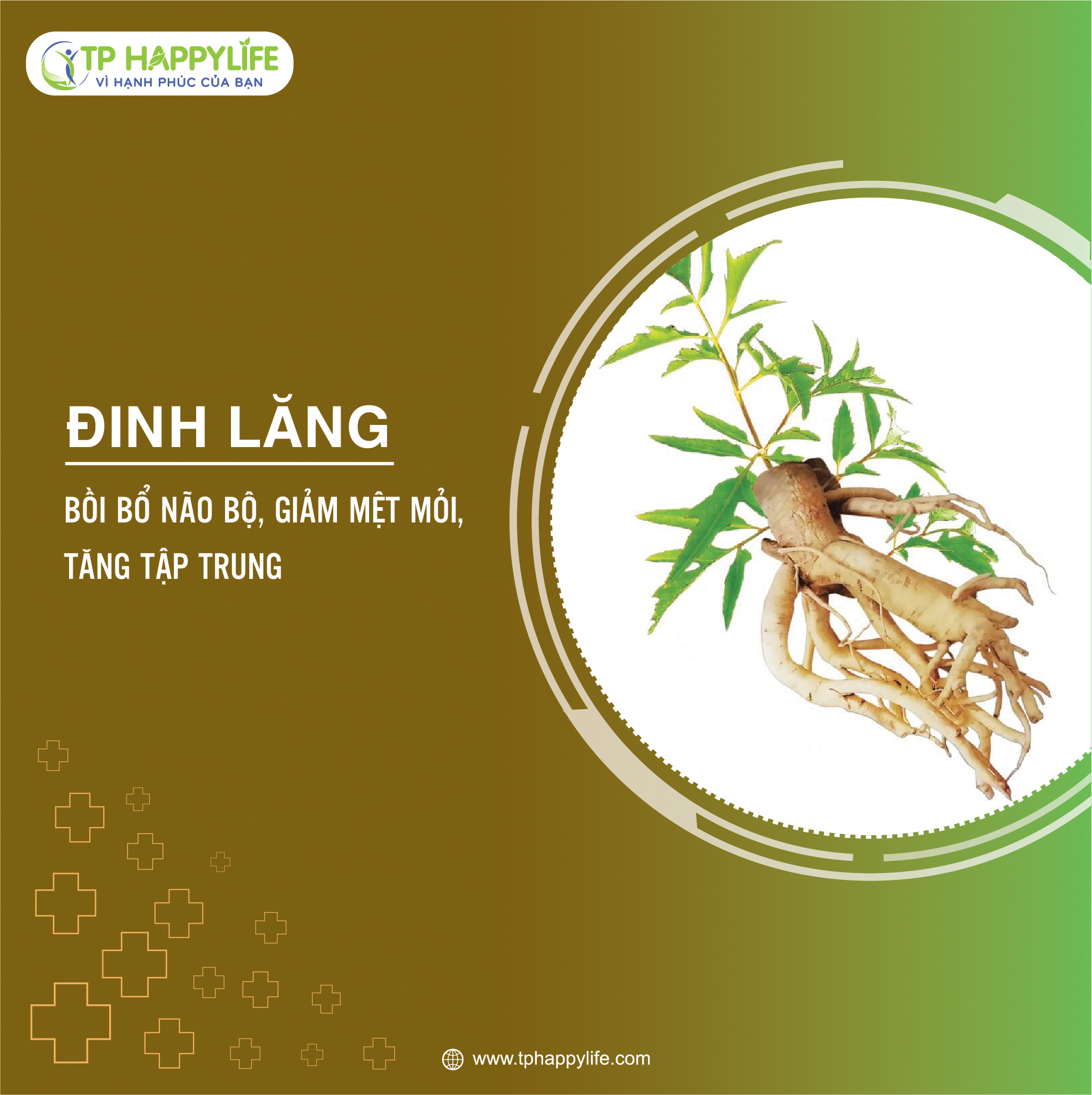 Đinh Lăng – Vị thuốc bồi bổ não bộ, giảm mệt mỏi, tăng tập trung
